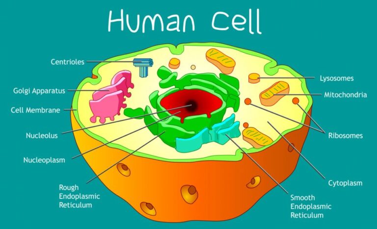 Biology Cell structure